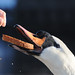 Carolyn Swan Photo 26