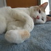 Patrick Sweet Photo 6