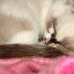 Cynthia Urquhart Photo 15