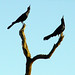 Mark Soliman Photo 21