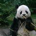 Lin Gao Photo 10