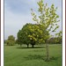 Alfred Rose Photo 12