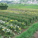 La Fields Photo 16
