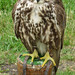 Jessie Hawk Photo 14