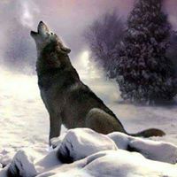 Charlotte Wolf Photo 26