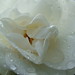 Deborah Rose Photo 29