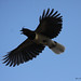 Asa Crow Photo 6