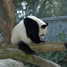 Lin Gao Photo 11