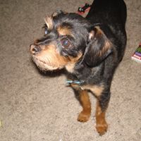 Debbie Pelt Photo 8