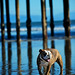 Ronnie Murphy Photo 2