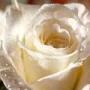 Anne Decker Photo 14