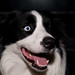 Collie Johnson Photo 9
