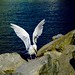 Wing Ng Photo 32
