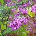Lori Greene Photo 19