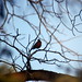 Robin Stirling Photo 14