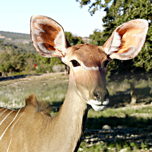 Connie Gomez Photo 26