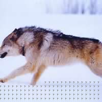 Steve Wolf Photo 14
