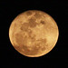 David Neer Photo 27