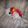 Joy Wolf Photo 22