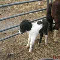 Mary Rauch Photo 26
