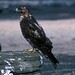 James Hawks Photo 24