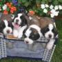 Tammy Applegate Photo 18