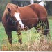 Mary Midkiff Photo 8
