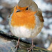 Robin Wales Photo 11