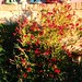 Ellen Sage Photo 11