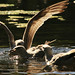 Stephen Swan Photo 41