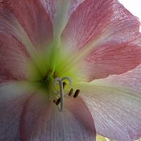 Cynthia Donovan Photo 36