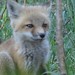 Christy Fox Photo 14