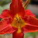 Ruby Bloom Photo 13
