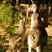 Joanne Mills Photo 17