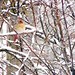 Jeff Thorn Photo 33