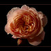 Ron Rose Photo 2