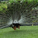 Kathryn Peacock Photo 26