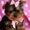 Cydney Robinson Photo 10