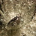 Frances Baxter Photo 24