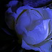 Jennifer Travers Photo 15