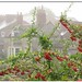 Misty Berry Photo 35
