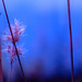 Rodolfo Garcia Photo 47