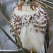 David Hawk Photo 17