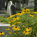 Susan Fredricks Photo 7