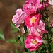 Birgit Rose Photo 12