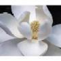 Denise Inman Photo 24
