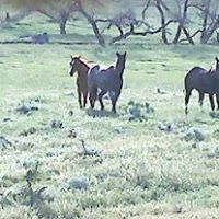 Sharon Bowen Photo 38
