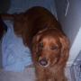 Robert Simpkins Photo 41