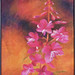 Denise Keelan Photo 1