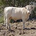 Janet Bull Photo 5